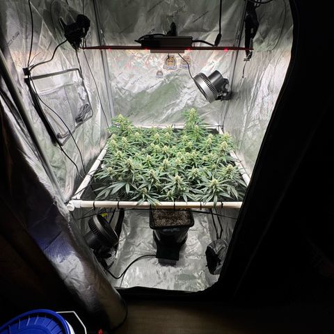 Ethos Super Lemon Reg #2 growlog timeline photo
