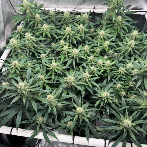 Ethos Super Lemon Reg #2 growlog timeline photo