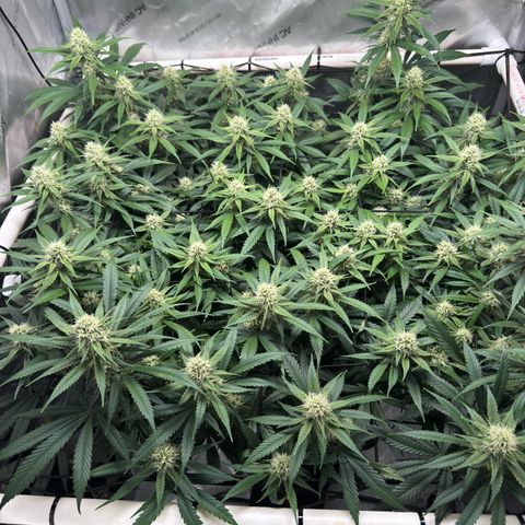 Ethos Super Lemon Reg #2 growlog timeline photo