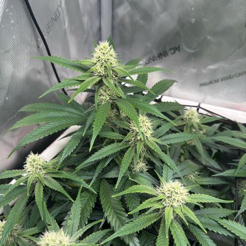 Ethos Super Lemon Reg #2 growlog timeline photo