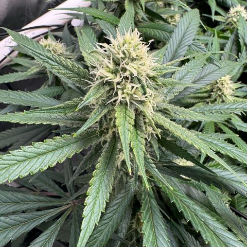 Ethos Super Lemon Reg #2 growlog timeline photo