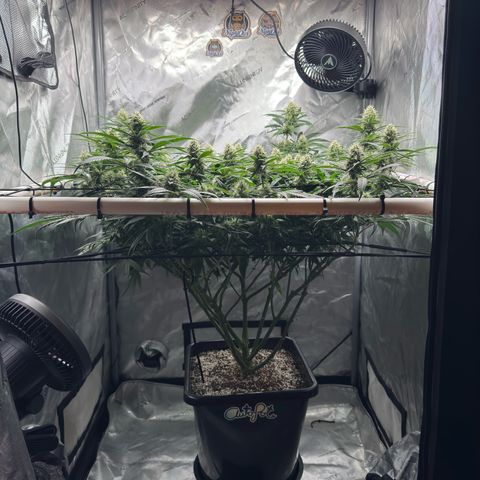 Ethos Super Lemon Reg #2 growlog timeline photo