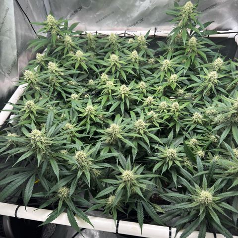Ethos Super Lemon Reg #2 growlog timeline photo