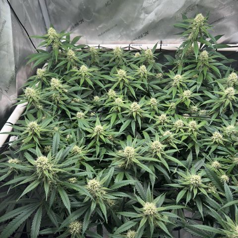 Ethos Super Lemon Reg #2 growlog timeline photo