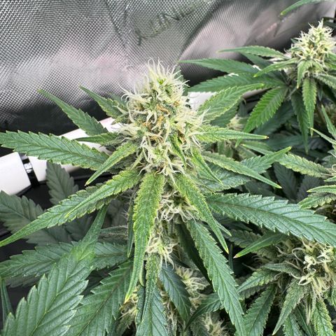 Ethos Super Lemon Reg #2 growlog timeline photo