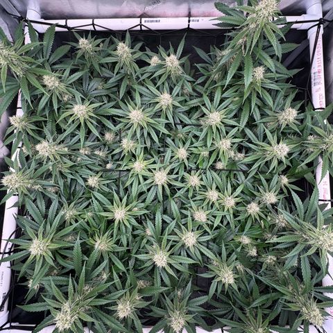 Ethos Super Lemon Reg #2 growlog timeline photo