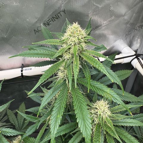 Ethos Super Lemon Reg #2 growlog timeline photo