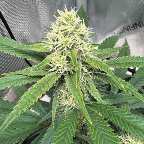 Ethos Super Lemon Reg #2 growlog timeline photo