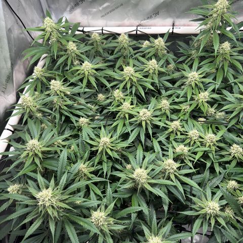 Ethos Super Lemon Reg #2 growlog timeline photo