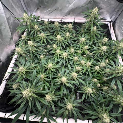 Ethos Super Lemon Reg #2 growlog timeline photo
