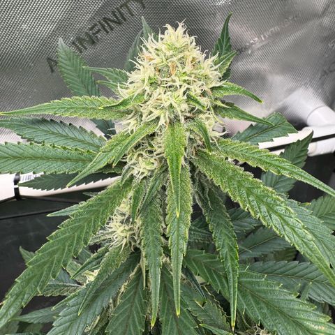 Ethos Super Lemon Reg #2 growlog timeline photo