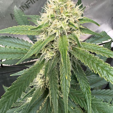 Ethos Super Lemon Reg #2 growlog timeline photo