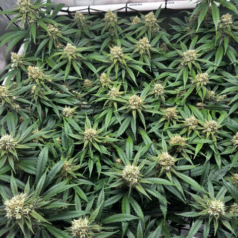 Ethos Super Lemon Reg #2 growlog timeline photo