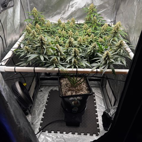 Ethos Super Lemon Reg #2 growlog timeline photo