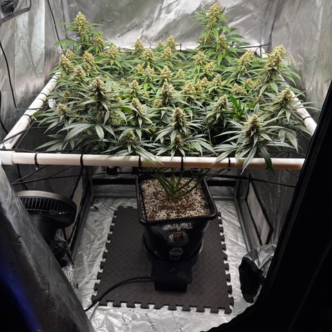Ethos Super Lemon Reg #2 growlog timeline photo