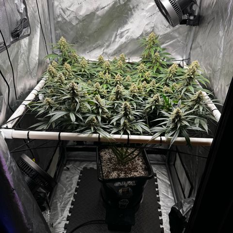 Ethos Super Lemon Reg #2 growlog timeline photo