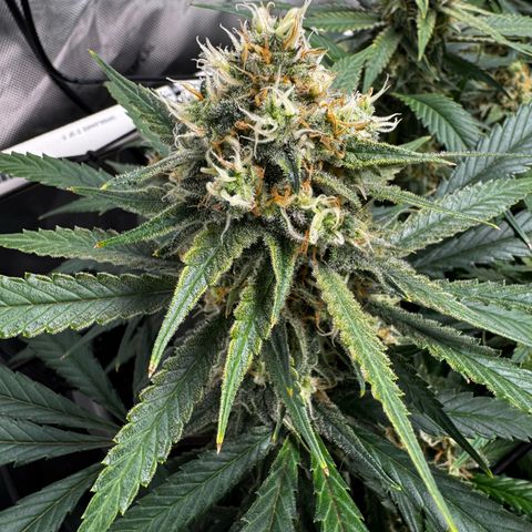 Ethos Super Lemon Reg #2 growlog timeline photo