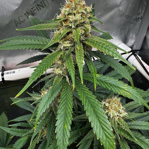 Ethos Super Lemon Reg #2 growlog timeline photo