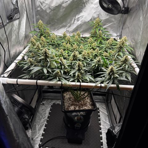 Ethos Super Lemon Reg #2 growlog timeline photo