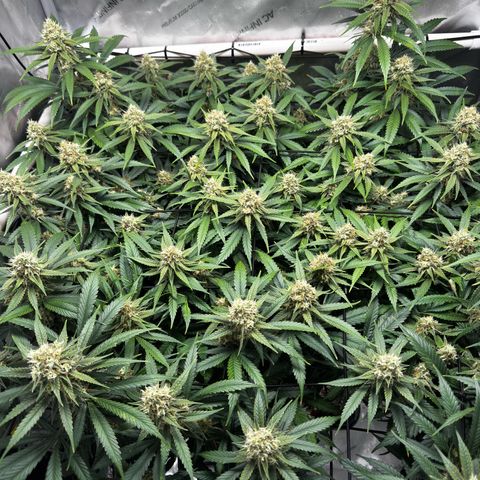 Ethos Super Lemon Reg #2 growlog timeline photo