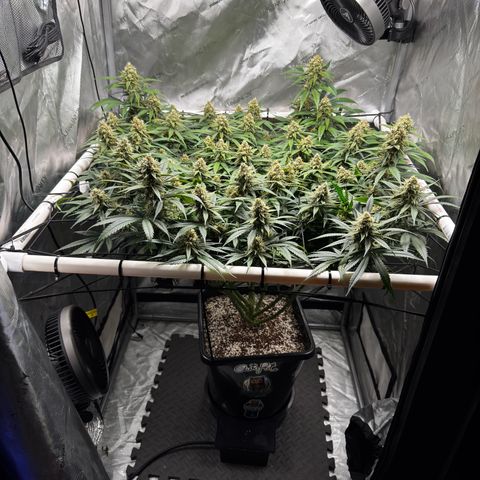 Ethos Super Lemon Reg #2 growlog timeline photo