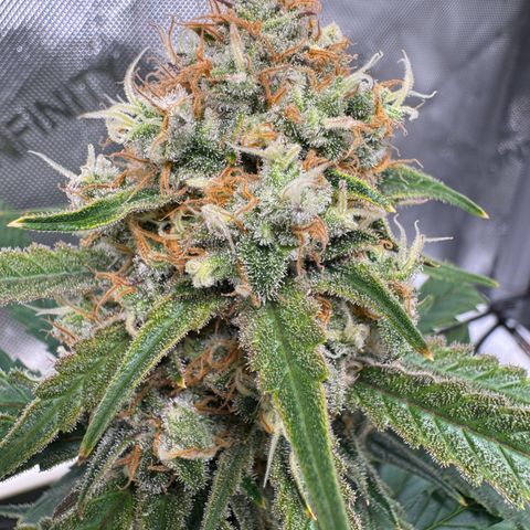 Ethos Super Lemon Reg #2 growlog timeline photo