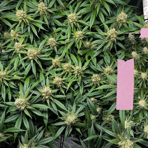 Ethos Super Lemon Reg #2 growlog timeline photo