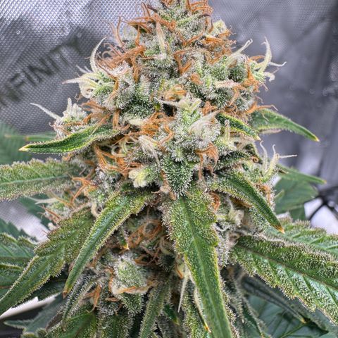 Ethos Super Lemon Reg #2 growlog timeline photo