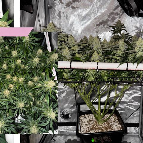 Ethos Super Lemon Reg #2 growlog timeline photo