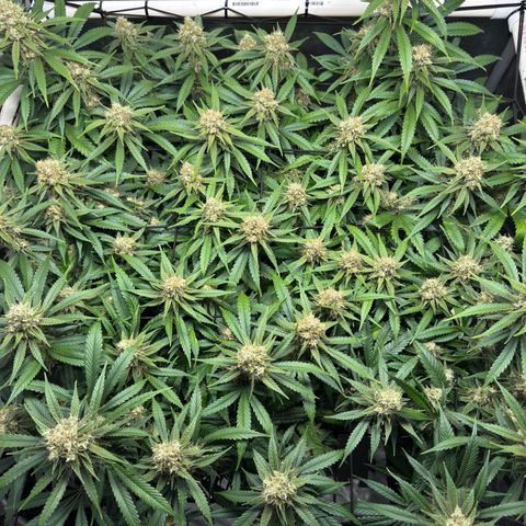 Ethos Super Lemon Reg #2 growlog timeline photo