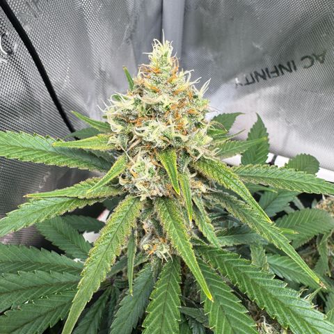 Ethos Super Lemon Reg #2 growlog timeline photo