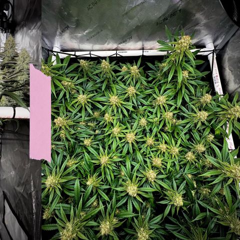 Ethos Super Lemon Reg #2 growlog timeline photo