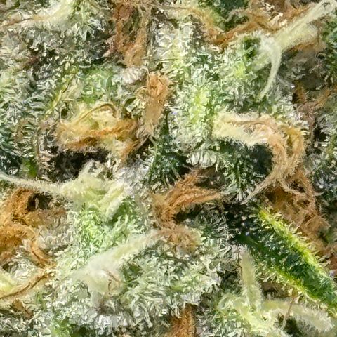 Ethos Super Lemon Reg #2 growlog timeline photo