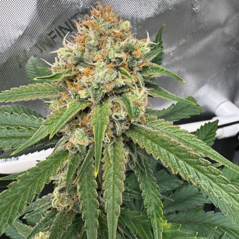 Ethos Super Lemon Reg #2 growlog timeline photo