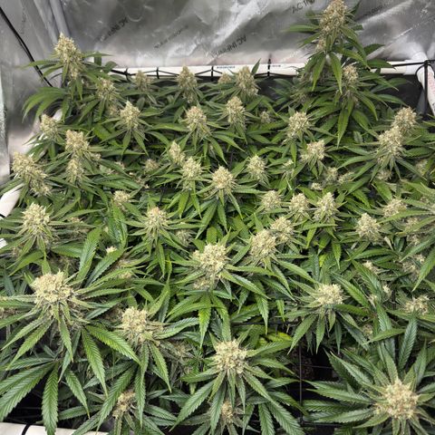 Ethos Super Lemon Reg #2 growlog timeline photo