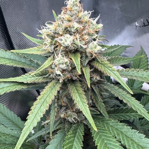 Ethos Super Lemon Reg #2 growlog timeline photo