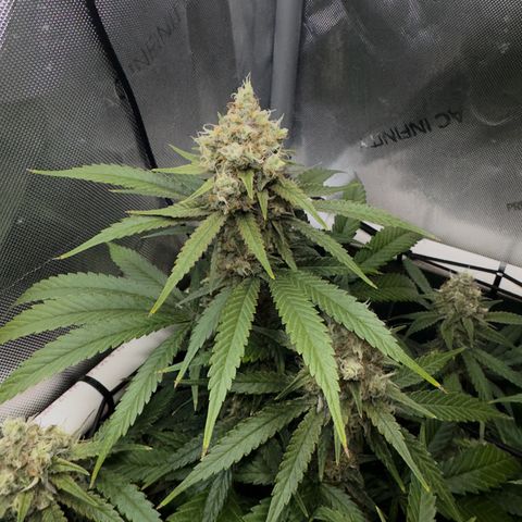 Ethos Super Lemon Reg #2 growlog timeline photo