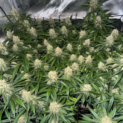 Ethos Super Lemon Reg #2 growlog timeline photo