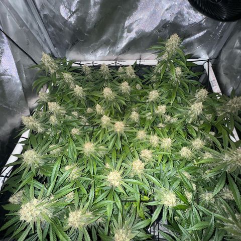 Ethos Super Lemon Reg #2 growlog timeline photo