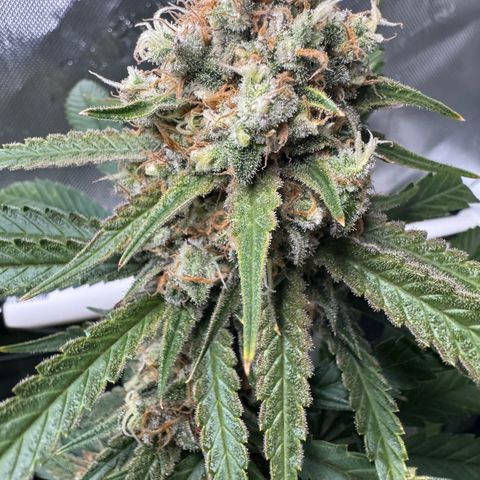 Ethos Super Lemon Reg #2 growlog timeline photo