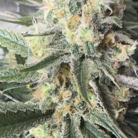 Ethos Super Lemon Reg #2 growlog timeline photo