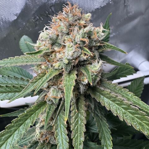 Ethos Super Lemon Reg #2 growlog timeline photo