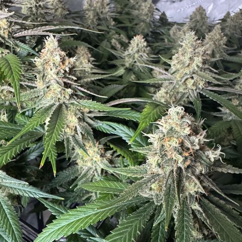 Ethos Super Lemon Reg #2 growlog timeline photo