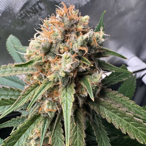 Ethos Super Lemon Reg #2 growlog timeline photo