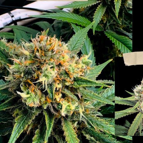 Ethos Super Lemon Reg #2 growlog timeline photo