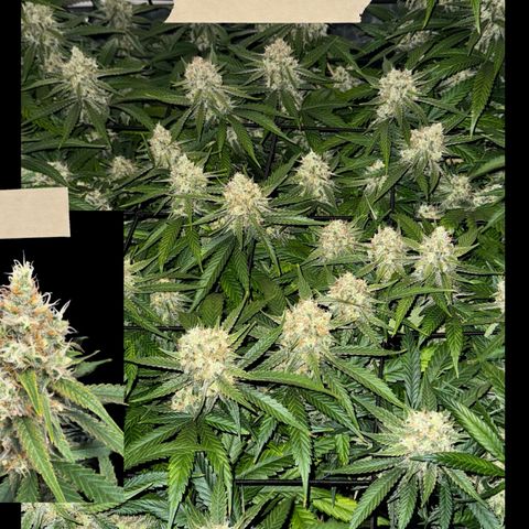 Ethos Super Lemon Reg #2 growlog timeline photo