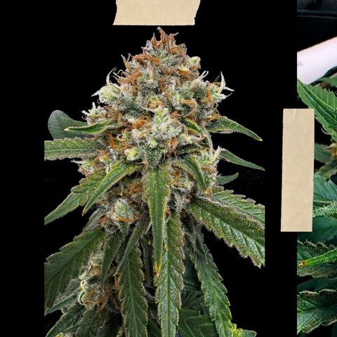 Ethos Super Lemon Reg #2 growlog timeline photo