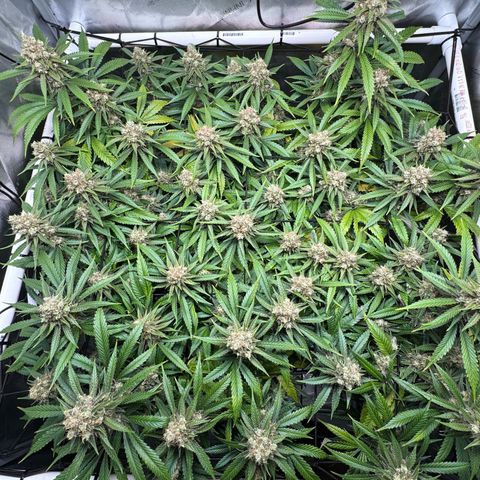 Ethos Super Lemon Reg #2 growlog timeline photo