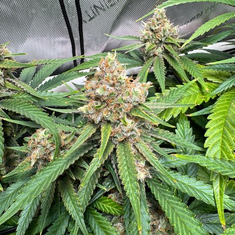 Ethos Super Lemon Reg #2 growlog timeline photo