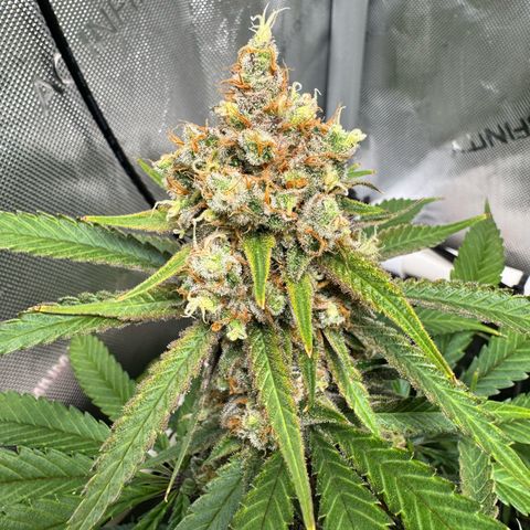 Ethos Super Lemon Reg #2 growlog timeline photo